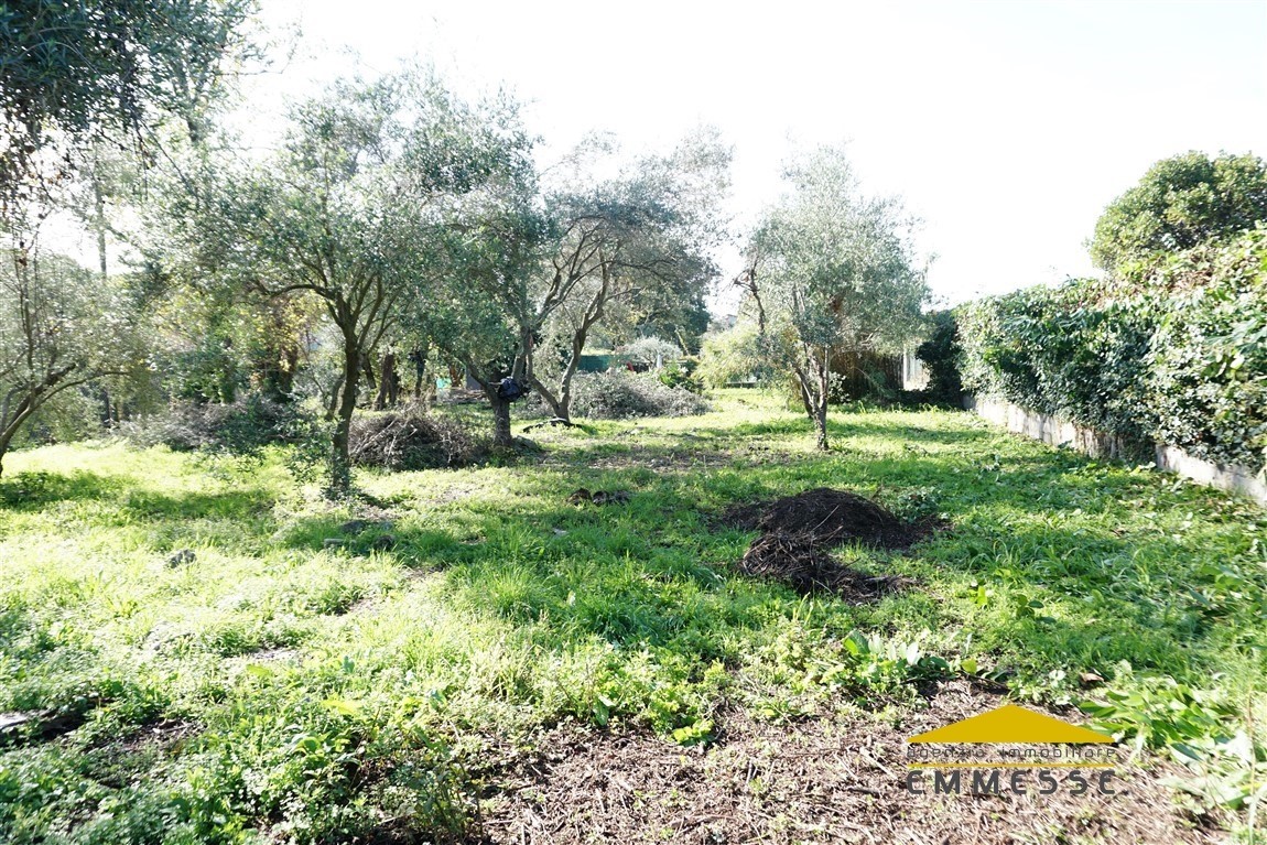 Terreno Agricolo in Vendita Massa